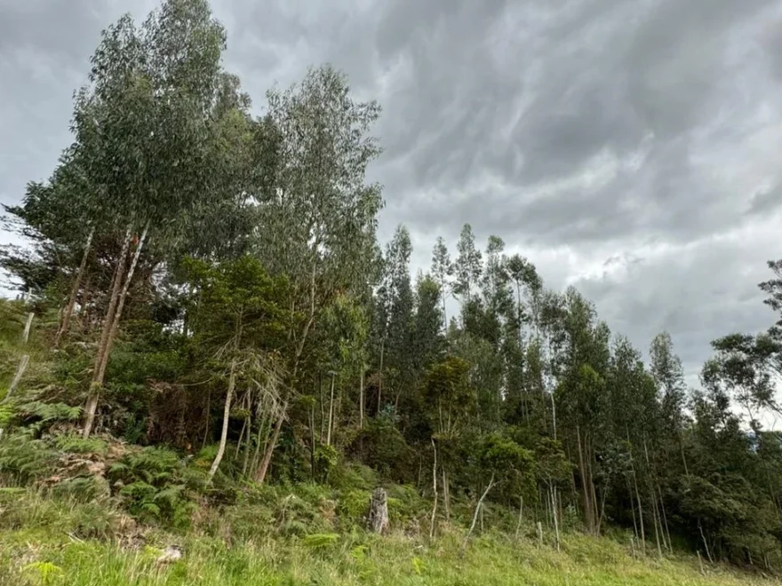 121,466 m² farm for sale in Villa de Leyva – foto 4